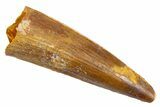 Fossil Spinosaurus Tooth - Real Dinosaur Tooth #305658-1